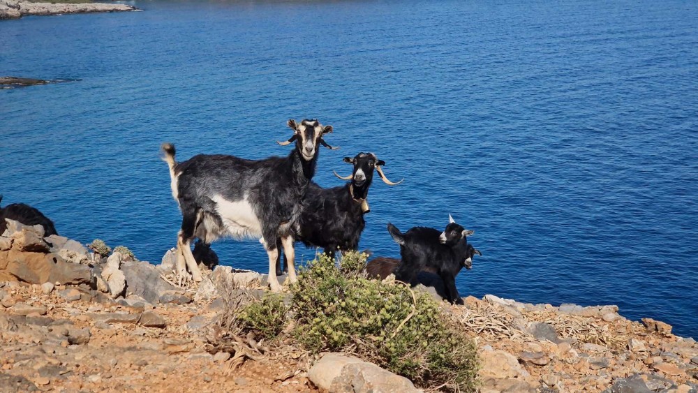 Kreta trekking po wyspie bogów. Góry, plaże i wąwozy