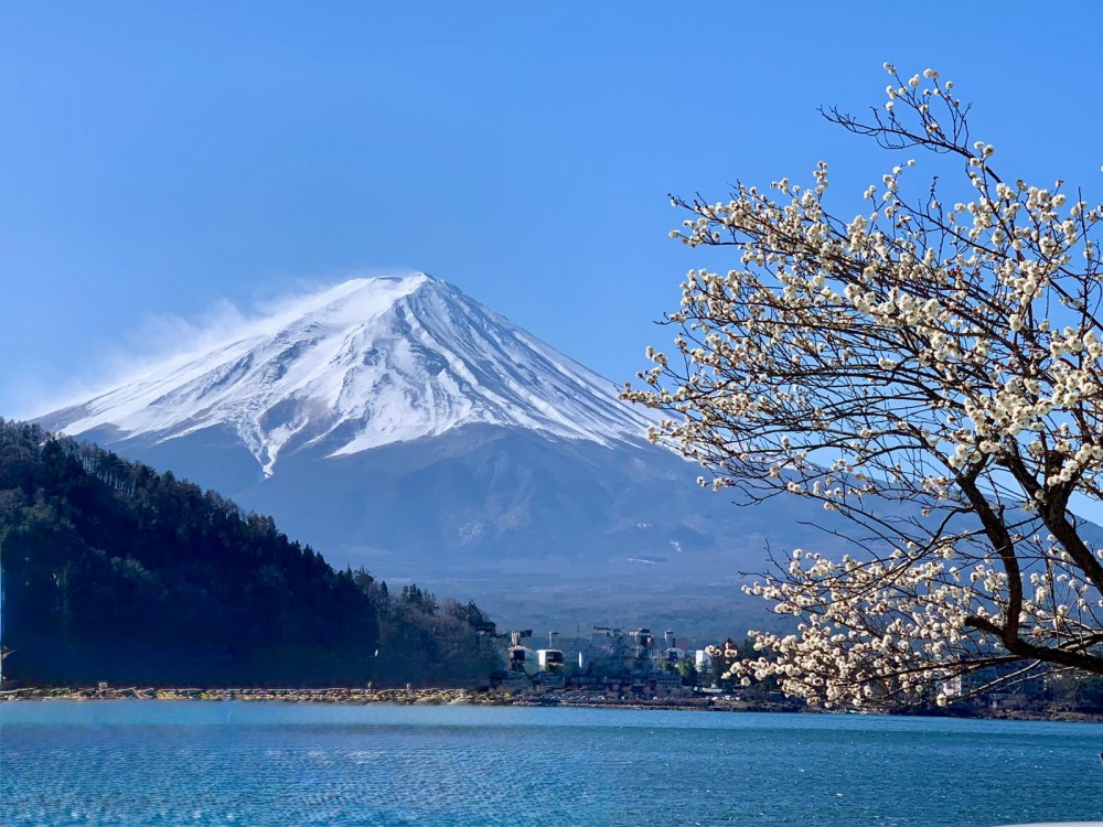 Japonia Brzask. Ze śnieżnych gór, prosto w rozkwit sakury, dla KOBIET
